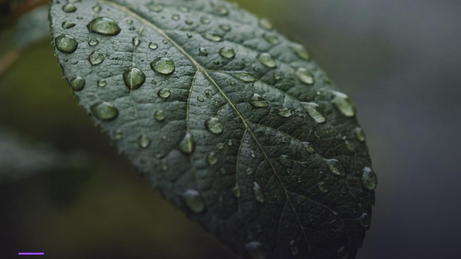 El mundo no es plano - hoja verde con gotas de lluvia en primer plano, imagen del artículo de Nacho Segovia